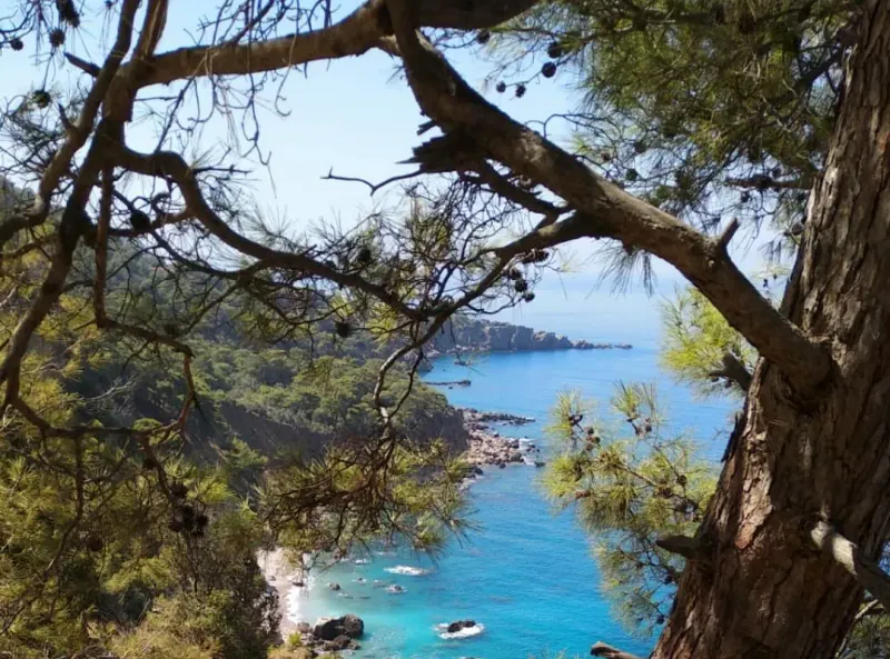 Turquoise Mediterranean coastline through pine trees on the path to Gelidonya Lighthouse